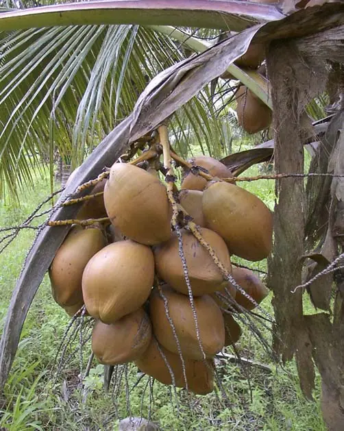 A bunch of Vanuatu Tall coconuts
