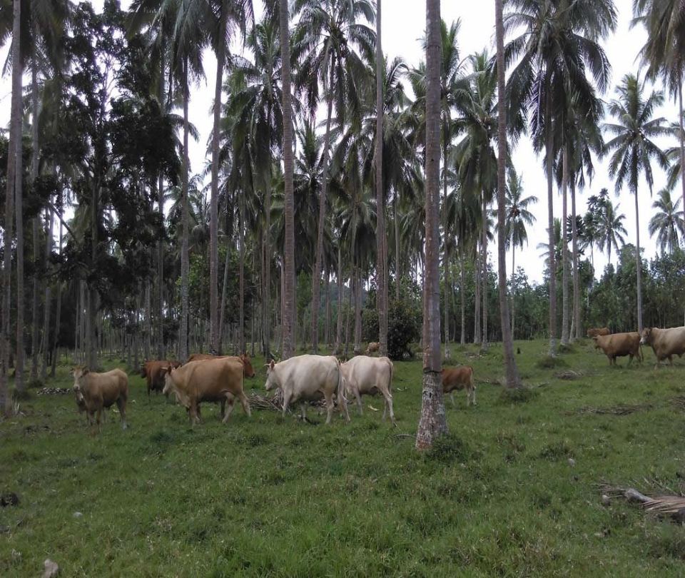 A herd under a coconut plantation, East Santo smallholding