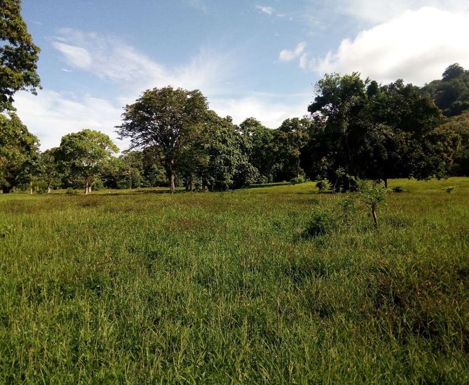 Open improved pasture, East Santo