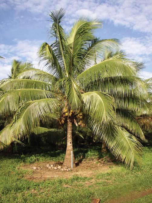 A young five-year-old Vanuatu Tall palm in trial GC29 at Saraoutou