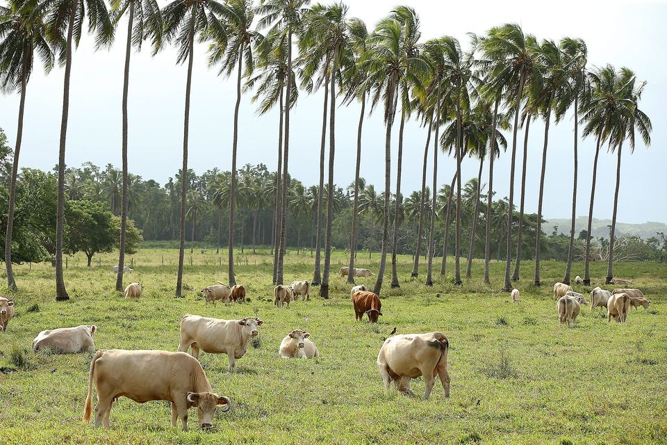 Cattle grazing in the fields of the VARTC farm at Saraoutou, coconut palms behind