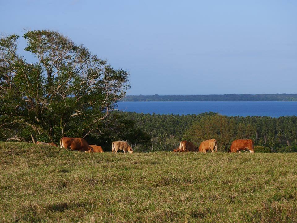 Cattle on open pasture with a sea view at the Saraoutou station