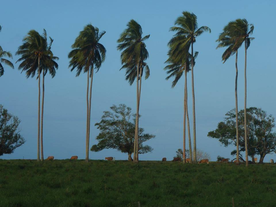 Cattle grazing under tall coconut palms: the cattle-under-coconut system