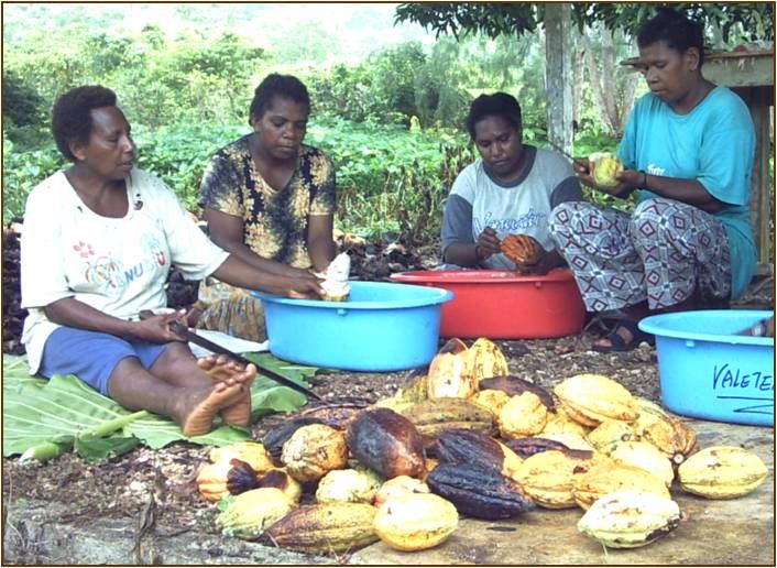 Women breaking open cocoa pods and extracting the beans