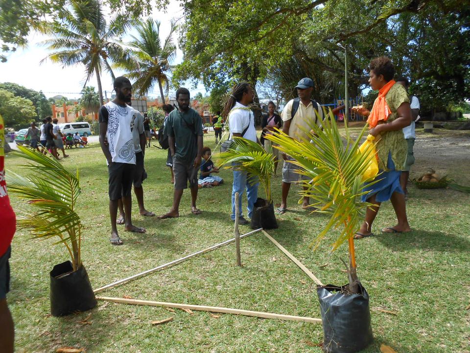 Field training with coconut seedlings in polybags and a new plantation layout