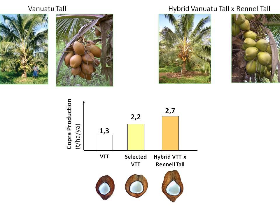 VARTC infographic comparing copra yield of Vanuatu Tall, selected Vanuatu Tall and the Vanuatu Tall × Rennell Tall hybrid