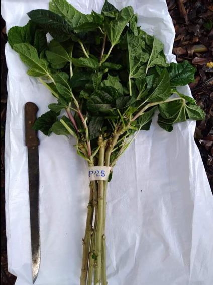 A labelled leafy crop sample (island cabbage type) for the collection