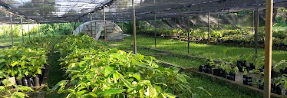 VARTC nursery: seedlings under shade-house netting