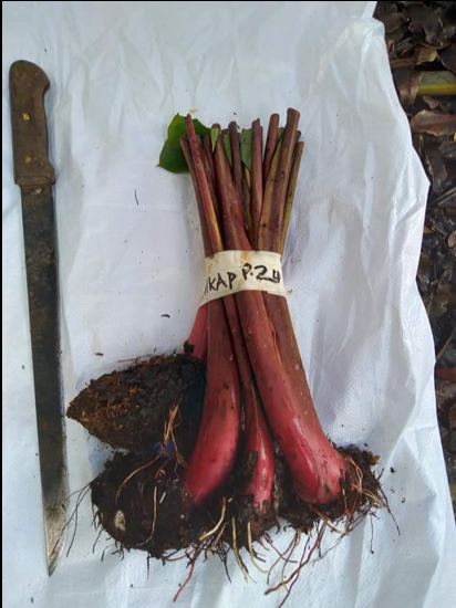 A labelled bundle of a red root-crop variety (germplasm sample)