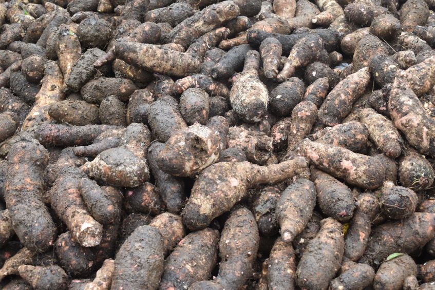 Taro and aroid corms collected for the gene bank