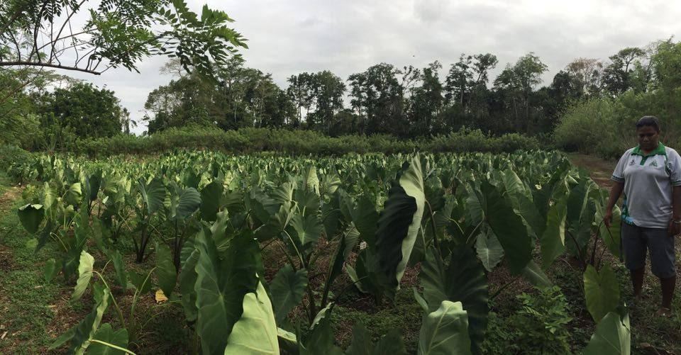 Taro and aroid field trial plot with a technician