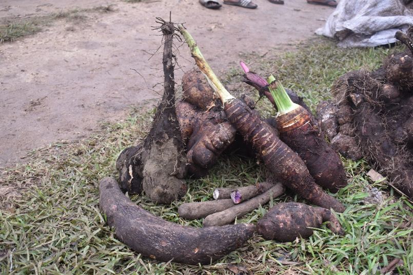 Selected yam tubers for breeding and multiplication, gene bank recollection after TC Harold