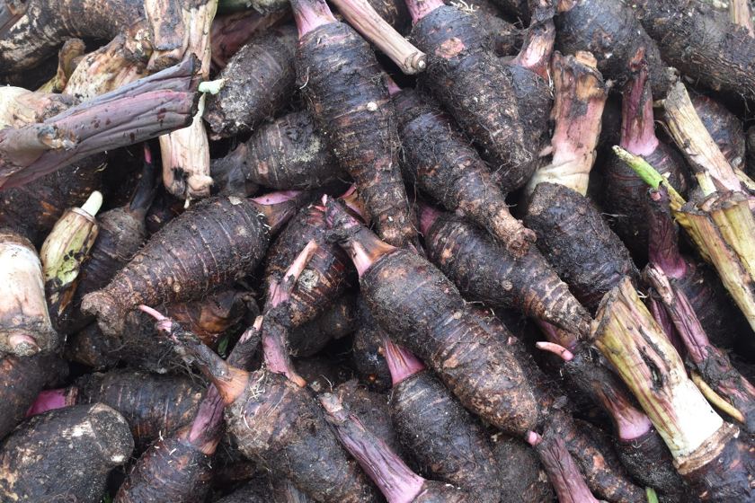 A pile of yam varieties for the gene bank